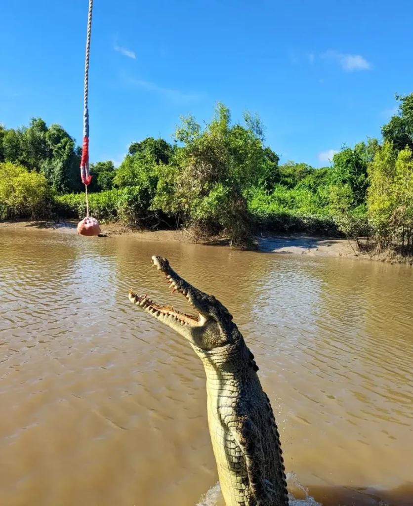 jumping crocodile cruise