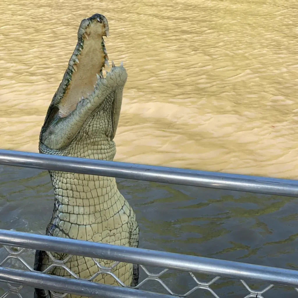 jumping croc tours darwin