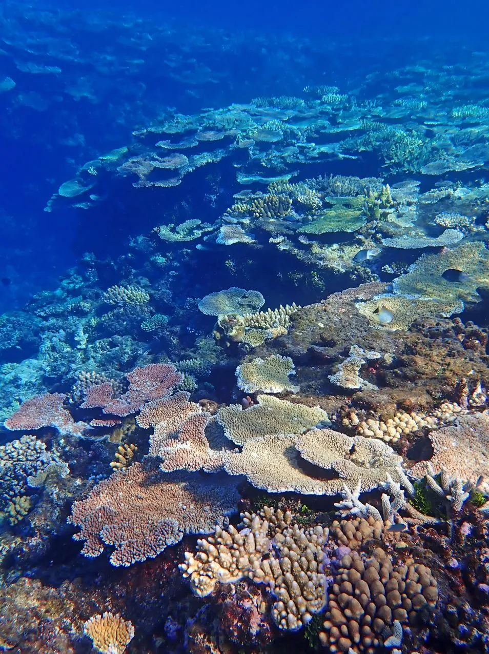 Coral Reefs – The Underwater Cities