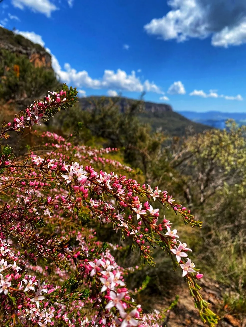 USCIS693 | Nature Therapy in the Blue Mountains: Healing Among Eucalypt Forests Fire & Healing – Finding a Common Thread
