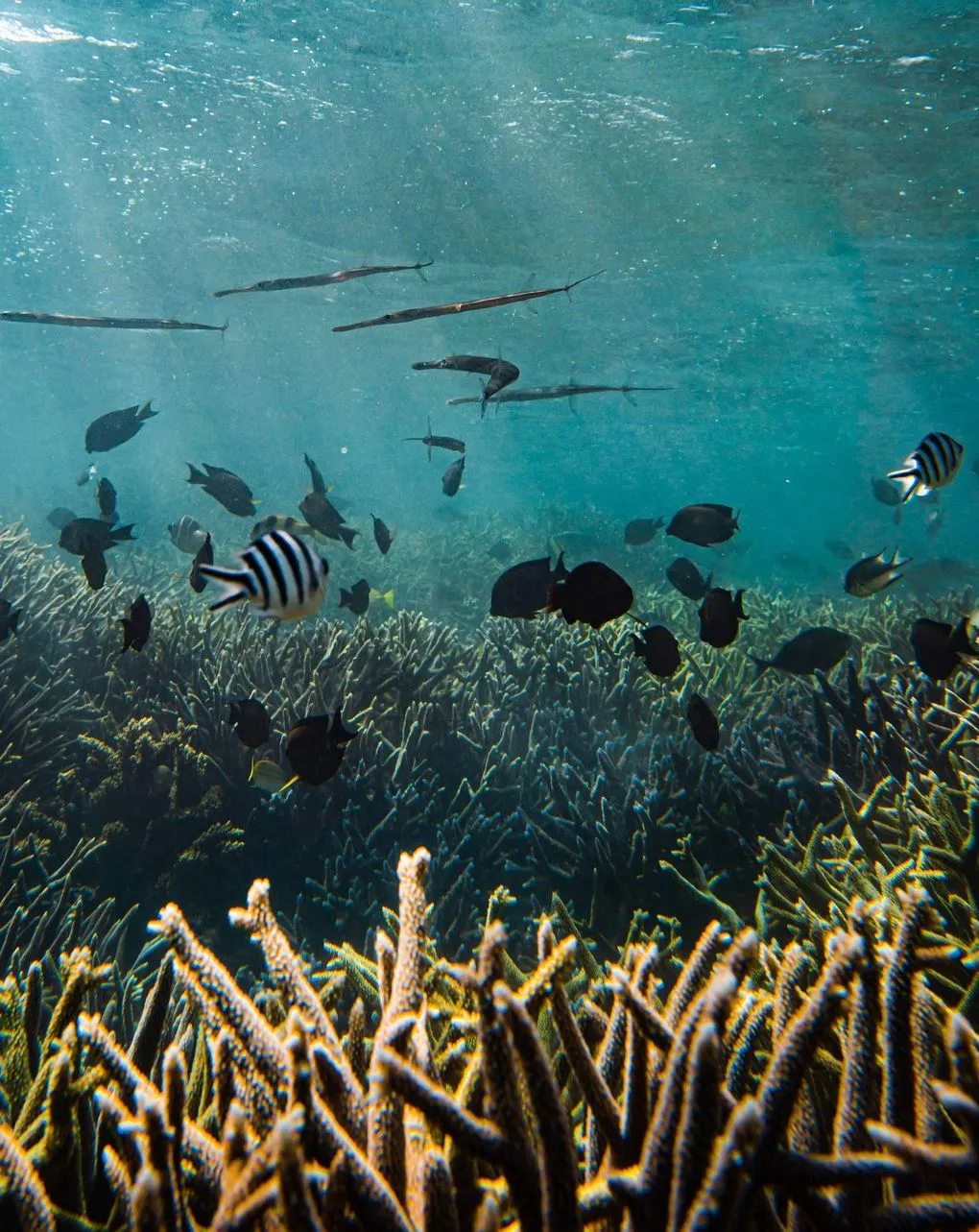 Great Barrier Reef Tour