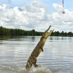 Jumping Crocodile