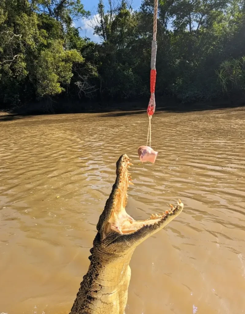 Jumping Crocodile Cruises