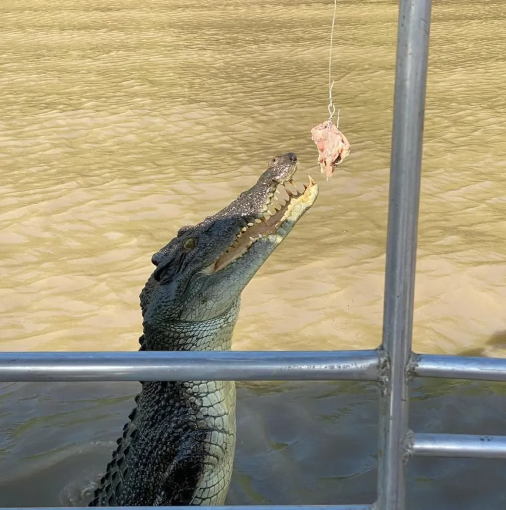 Jumping Crocodile Tour