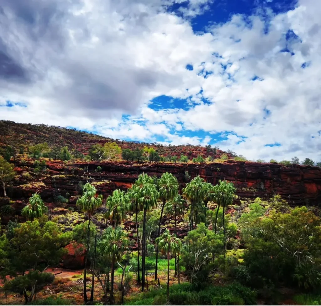 Palm Valley