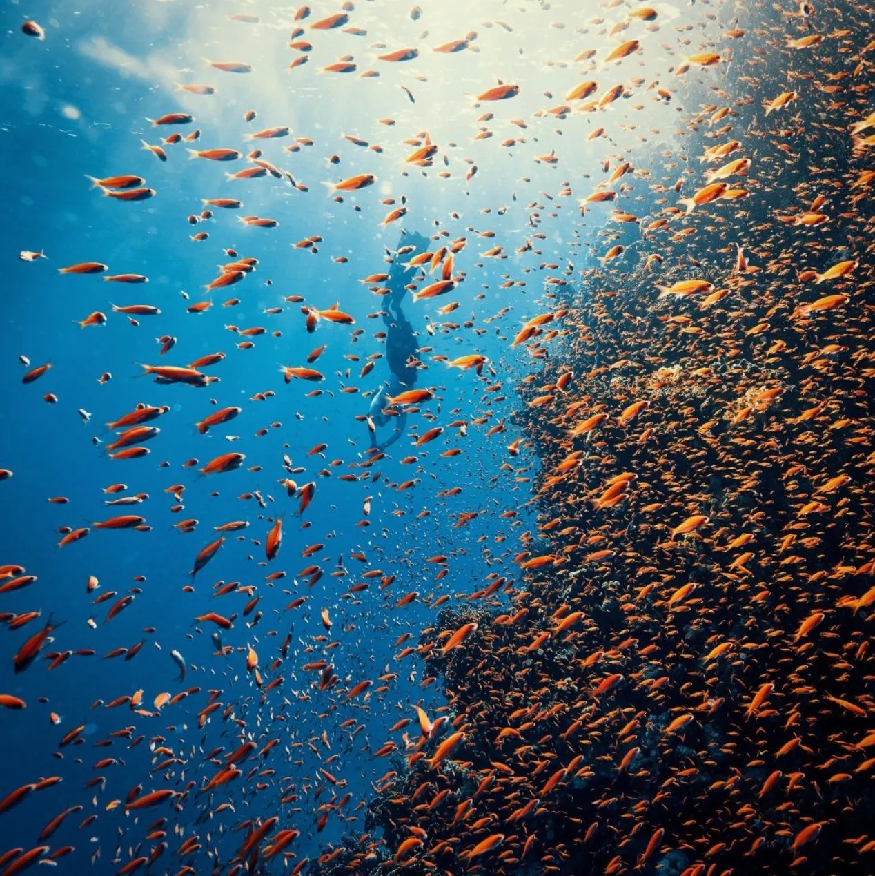 Red Sea Coral Reefs (Middle East)