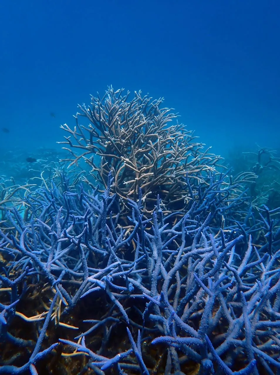 The Great Barrier Reef (Australia)