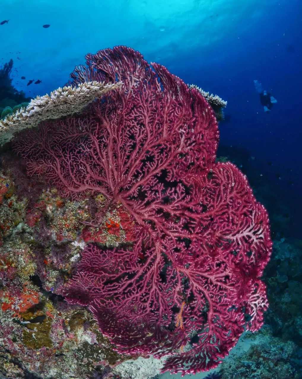 Tubbataha Reefs Natural Park