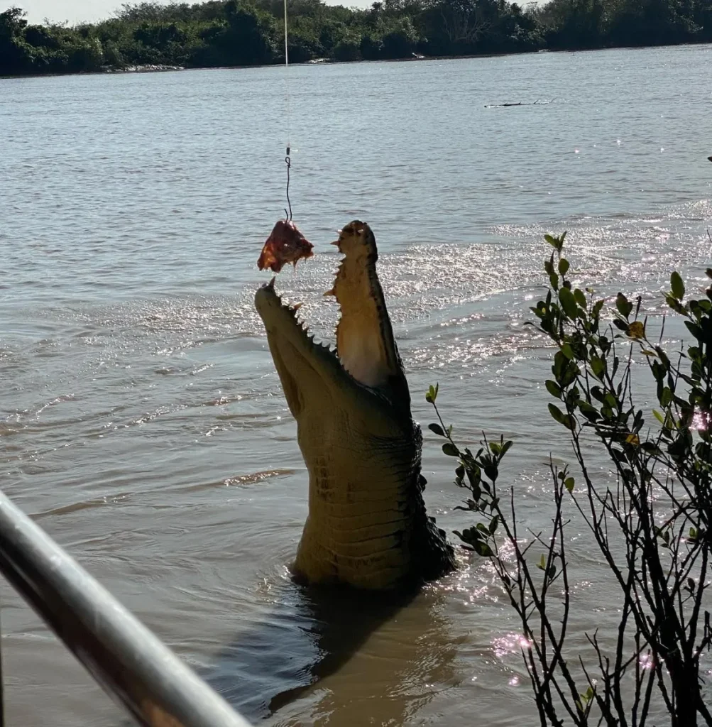 northern territory crocodile tours