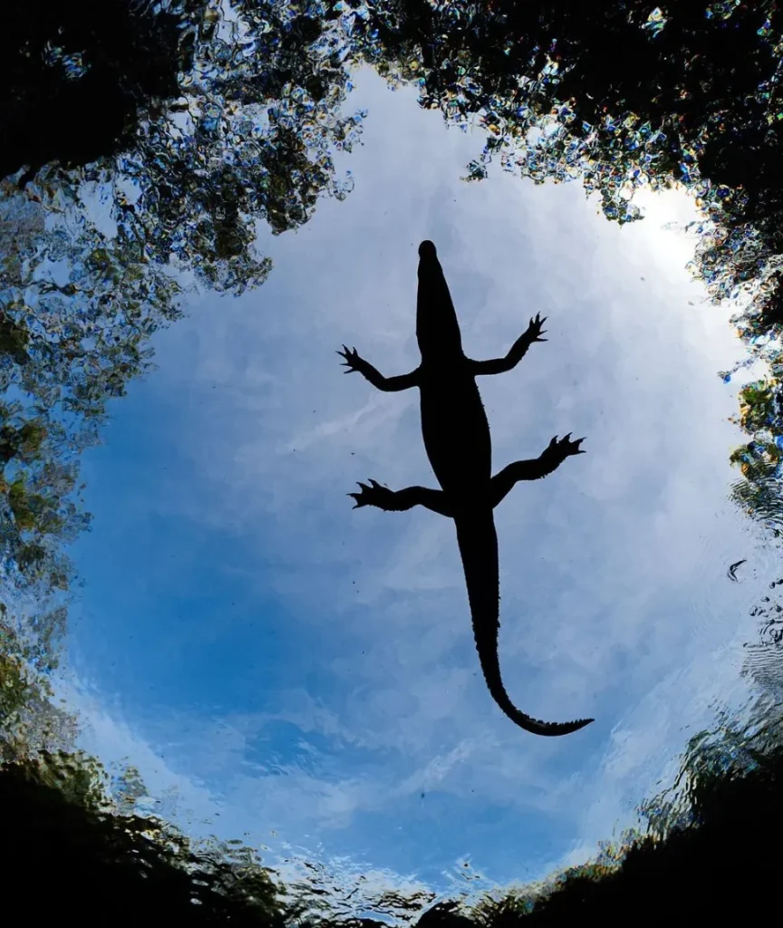 freshwater crocodiles