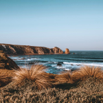 Discover Phillip Island Nature Parks: Wildlife, Conservation, & Visitor Guide