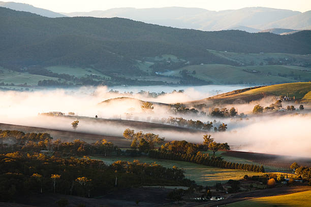 “Explore Premier Yarra Valley Wineries: Expert Wine Tour Guide & Tastings”