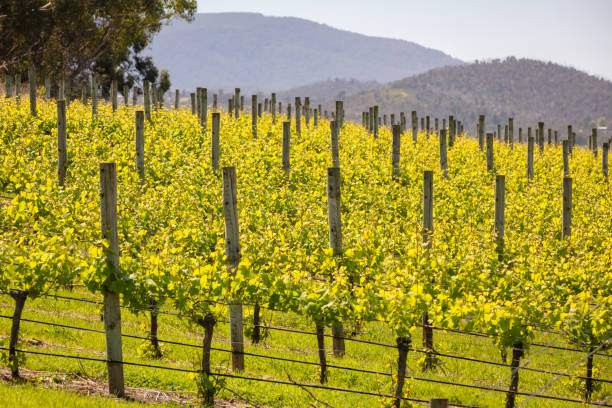 Embark on a Yarra Valley Wine Tasting Adventure