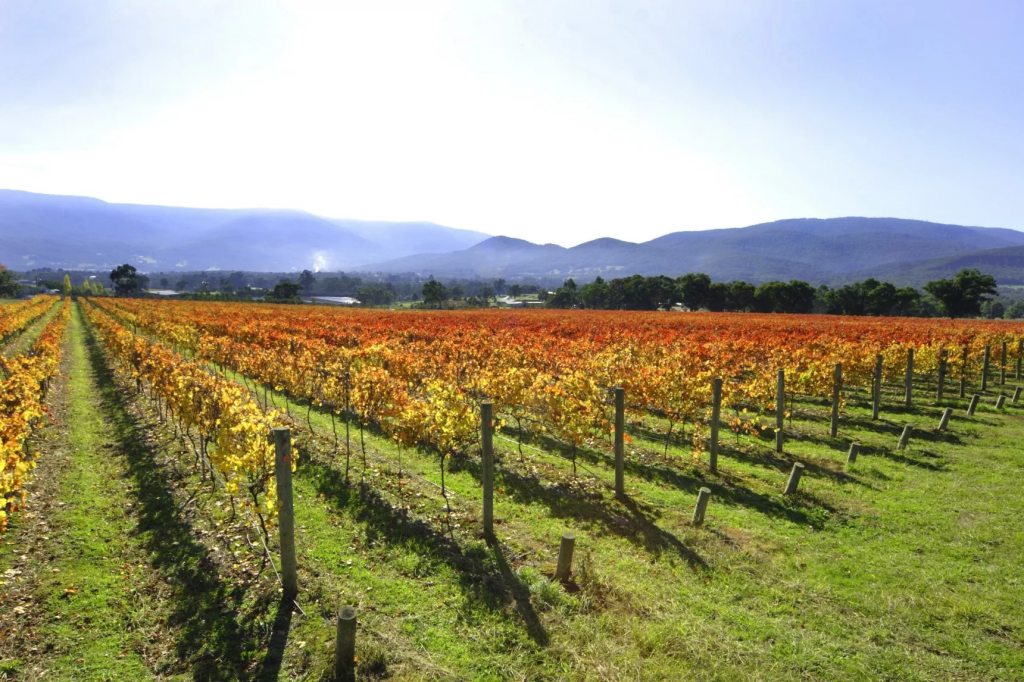 Explore Yarra Valley: Top Attractions & Experiences for Your Melbourne Getaway