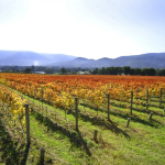 Explore Yarra Valley: Top Attractions & Experiences for Your Melbourne Getaway