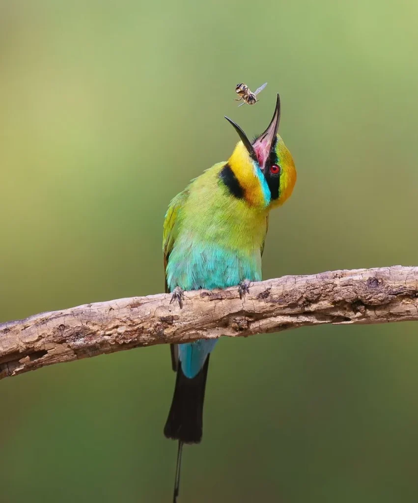 rainbow bee-eater